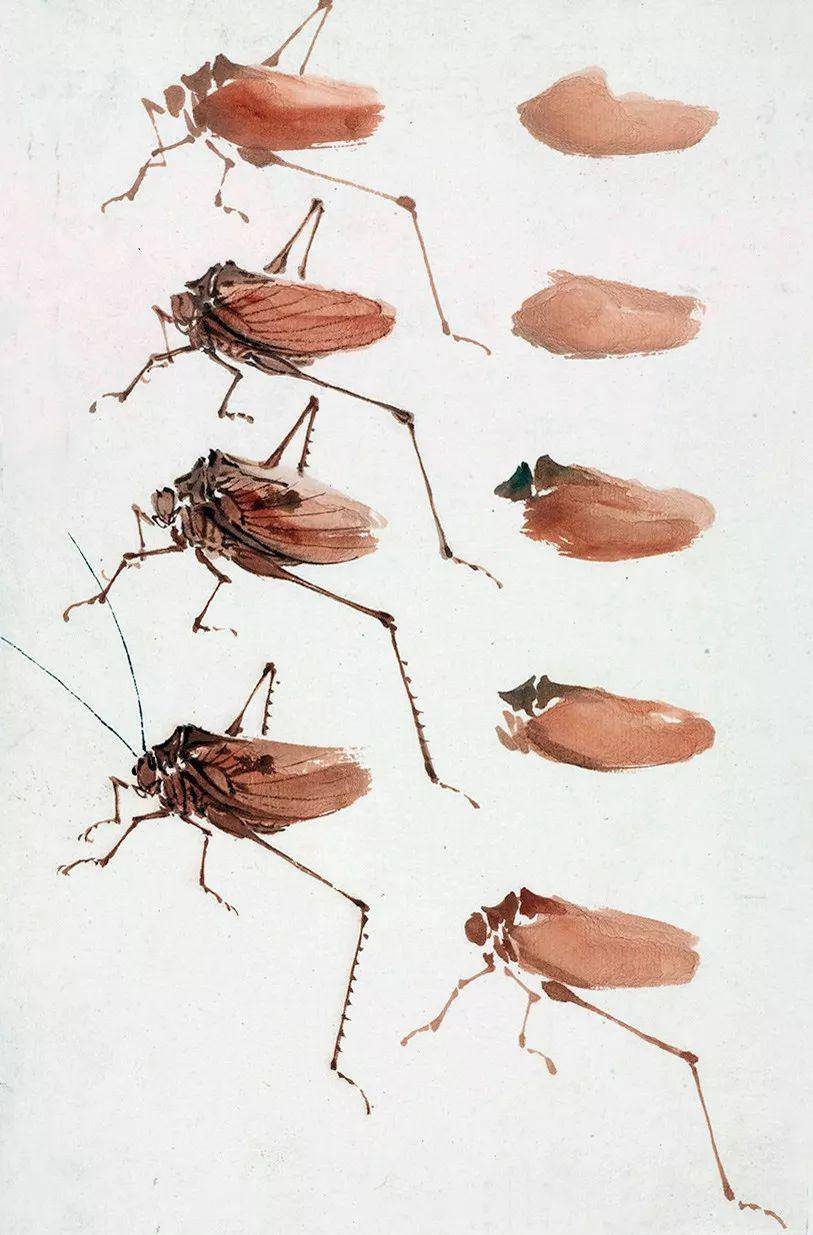 跟名家学国画:萧朗禽鸟,草虫课徒画稿,临摹欣赏两相宜!