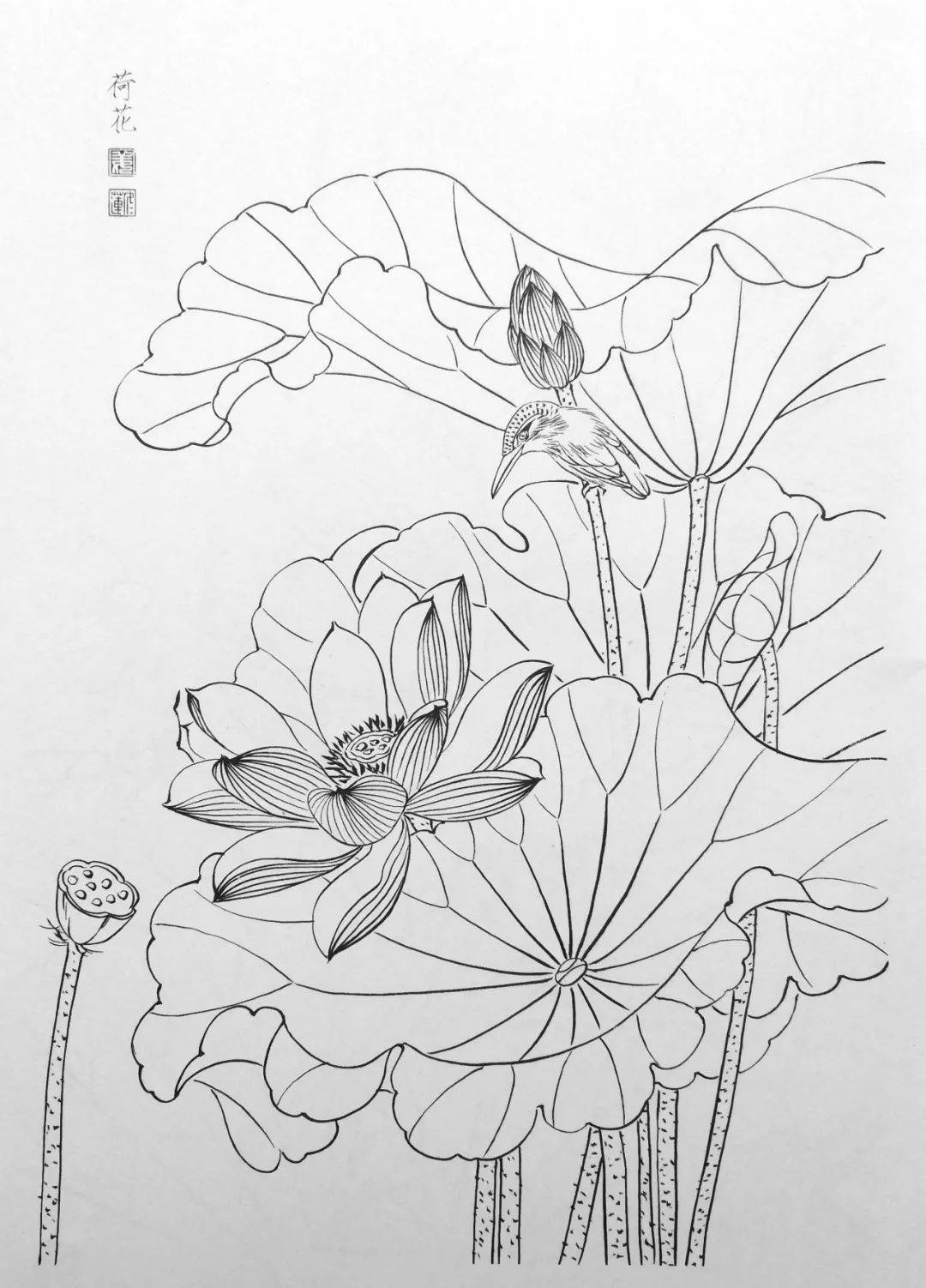 一组花鸟白描线稿