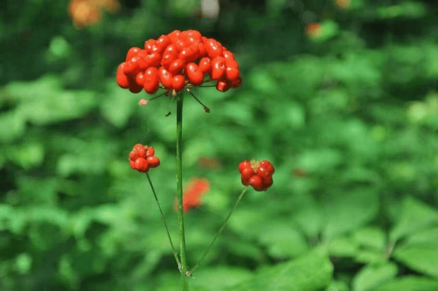 跟随把头去"抬参" 来吉林感受寻参之旅的魅力_人参_孙良珠_山人