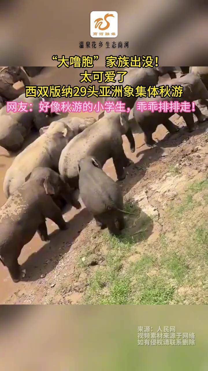 "大噜胞"家族出没!#西双版纳29头亚洲象集体秋游
