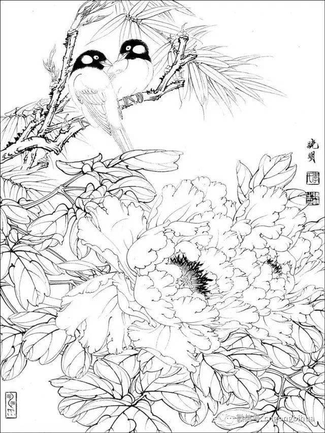 花鸟白描素材,喜欢的果断收藏!