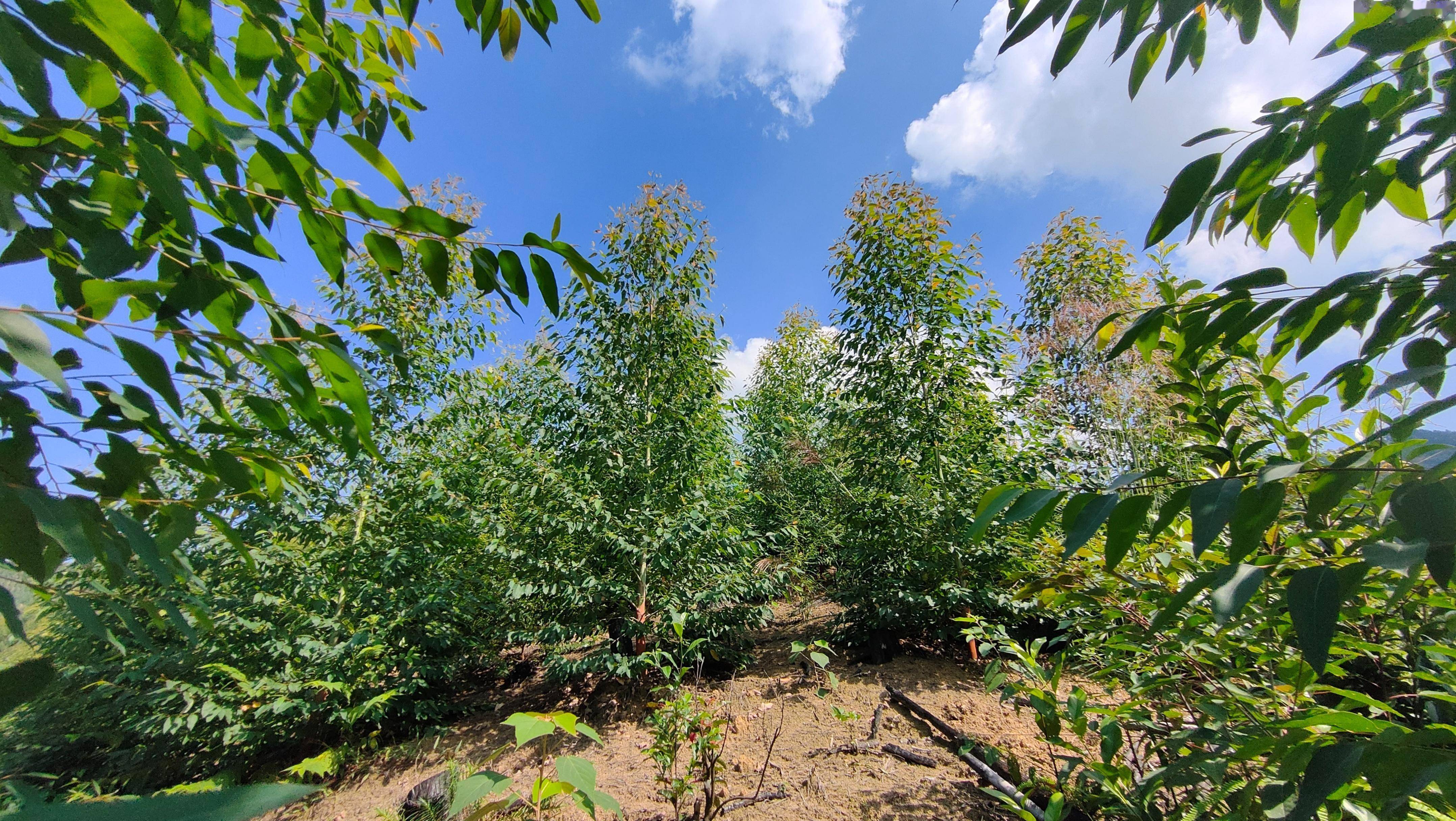 种植_品种_桉树