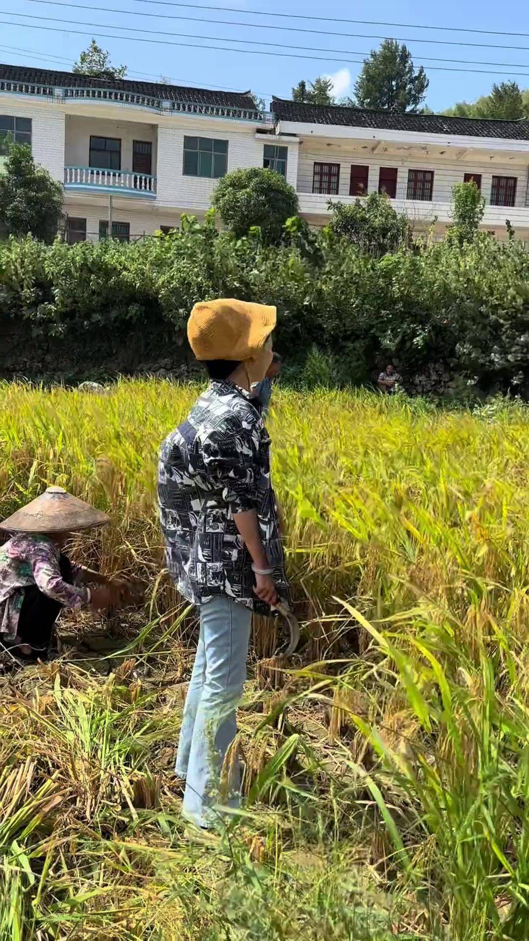 长大后只想再多干一点收稻谷的季节 丰收的喜悦 稻谷熟了 打谷子