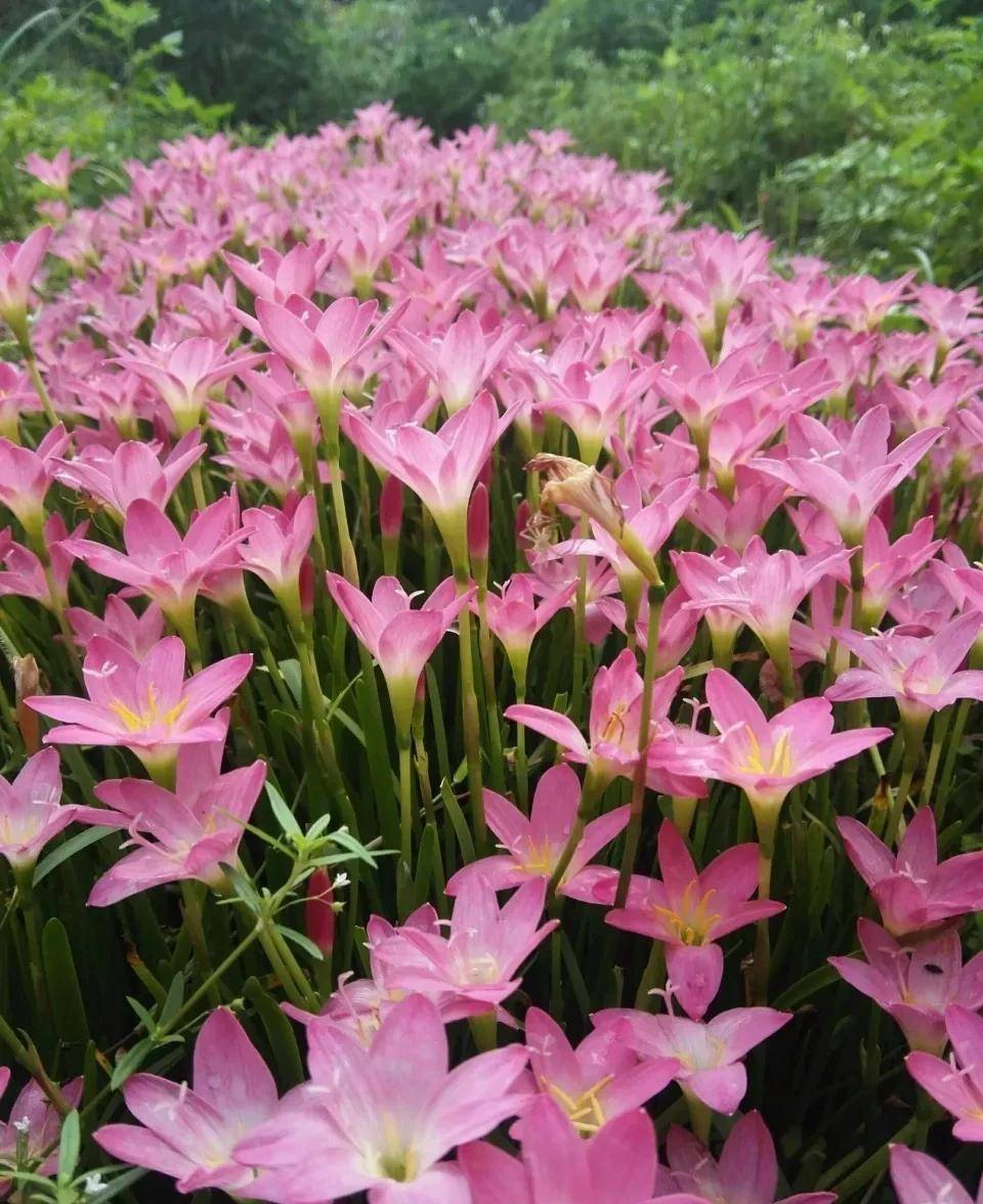 小院子养"3种花",开花大半年,花朵美又鲜艳,年年赏花不停歇