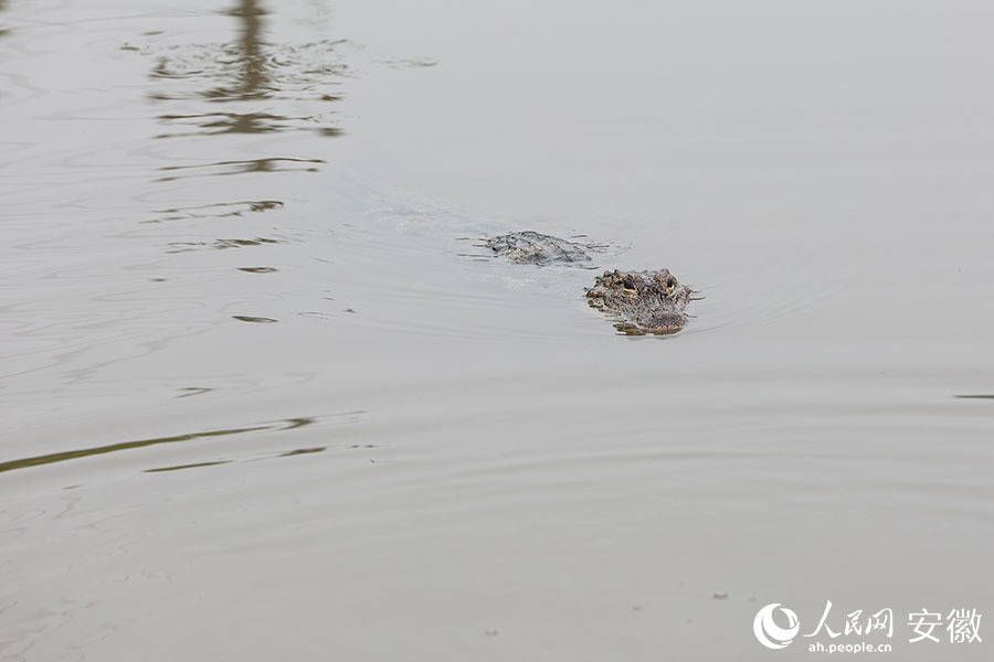 寻迹"活化石"扬子鳄