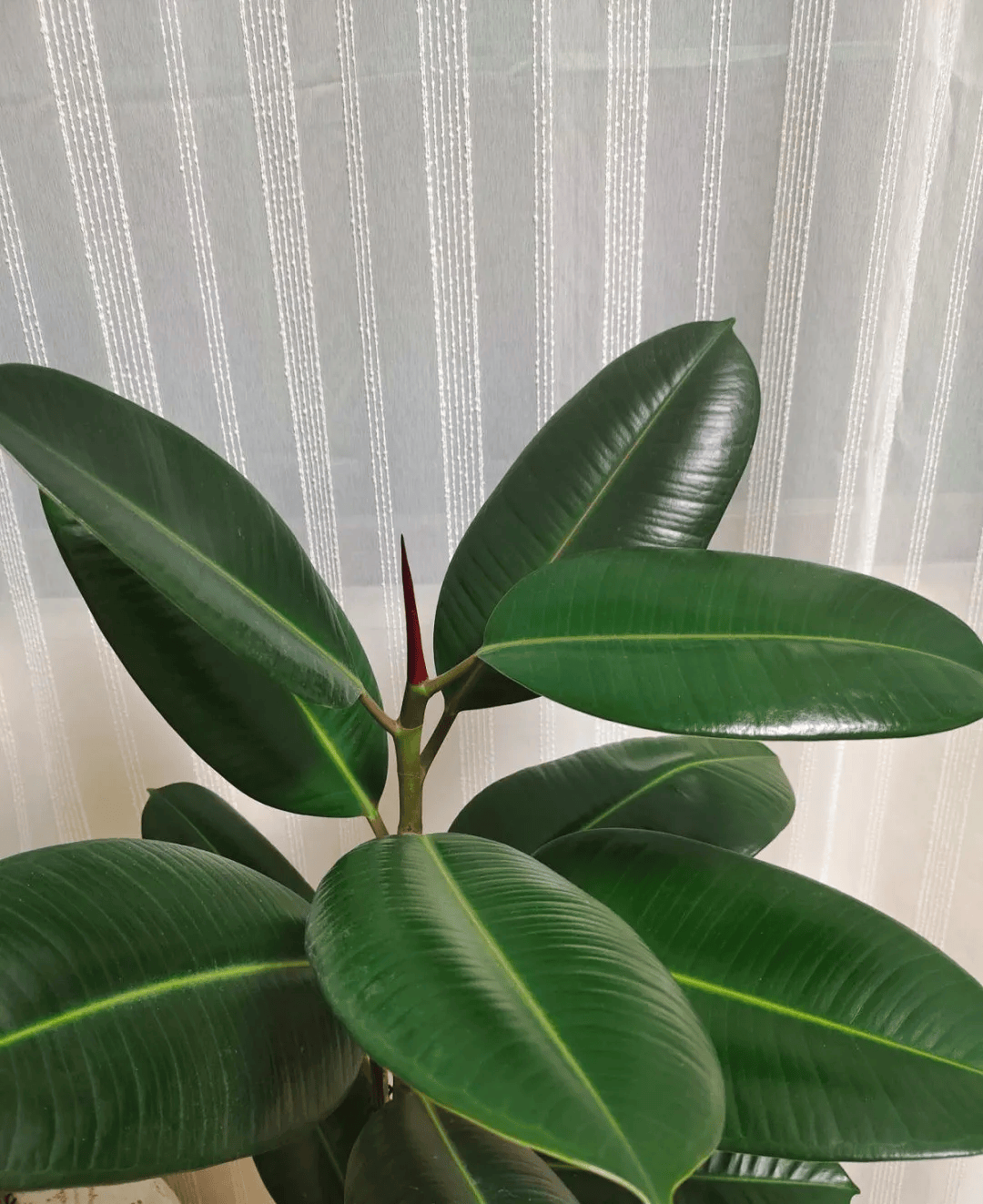 5种大叶子花千万别错过,气质十足有格调!_水果_养护_橡皮树