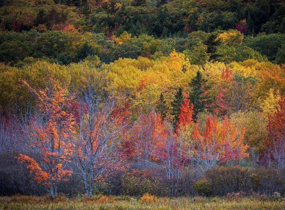 层林尽染,美如画!
