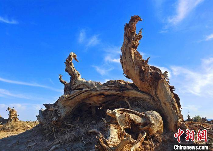 新疆伊吾胡杨林千姿百态_史玉江_伊吾县_形态