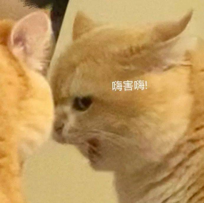 可爱沙雕表情包:你配得上我