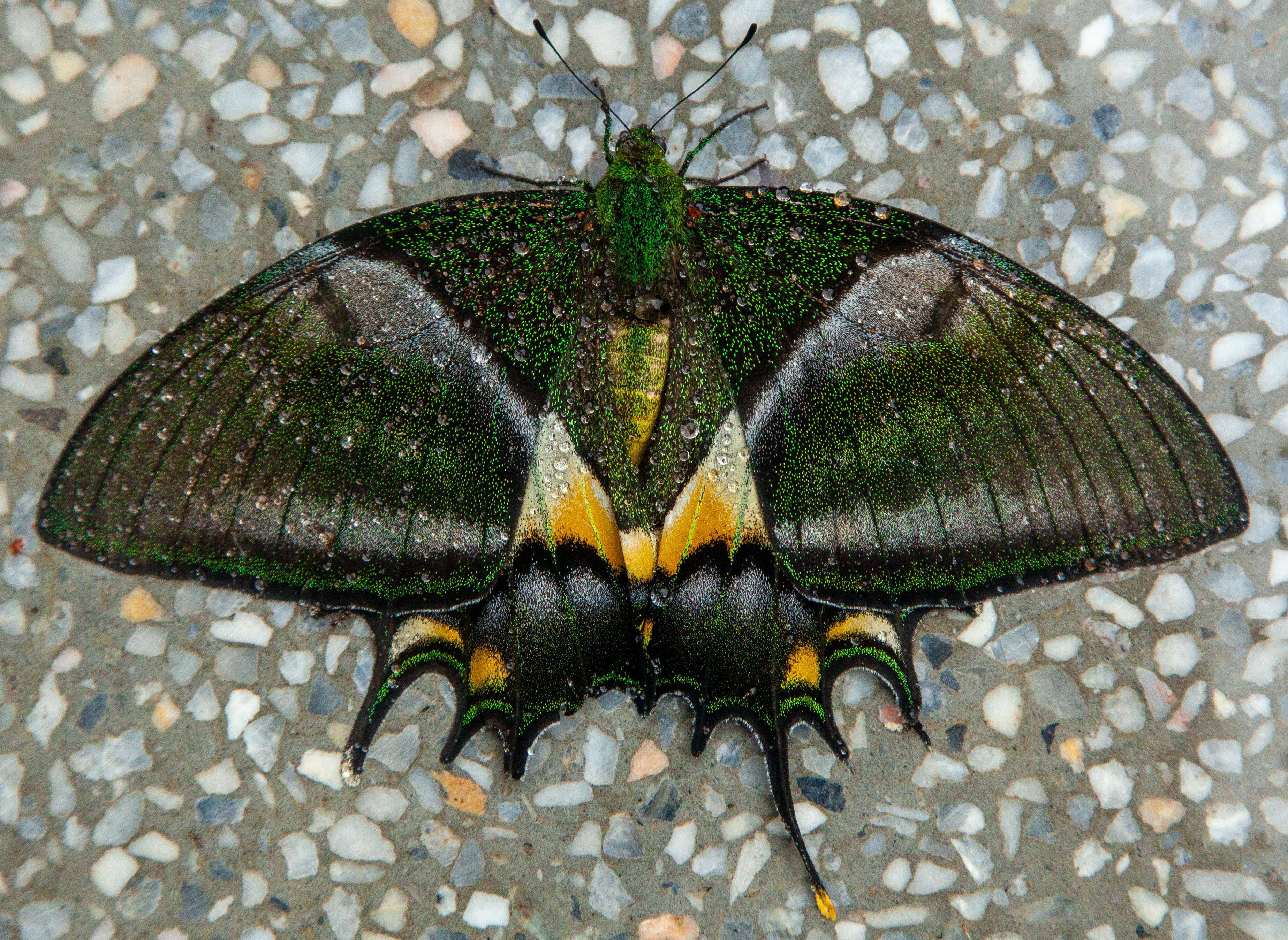 广东车八岭再次发现珍稀"国蝶"金斑喙凤蝶