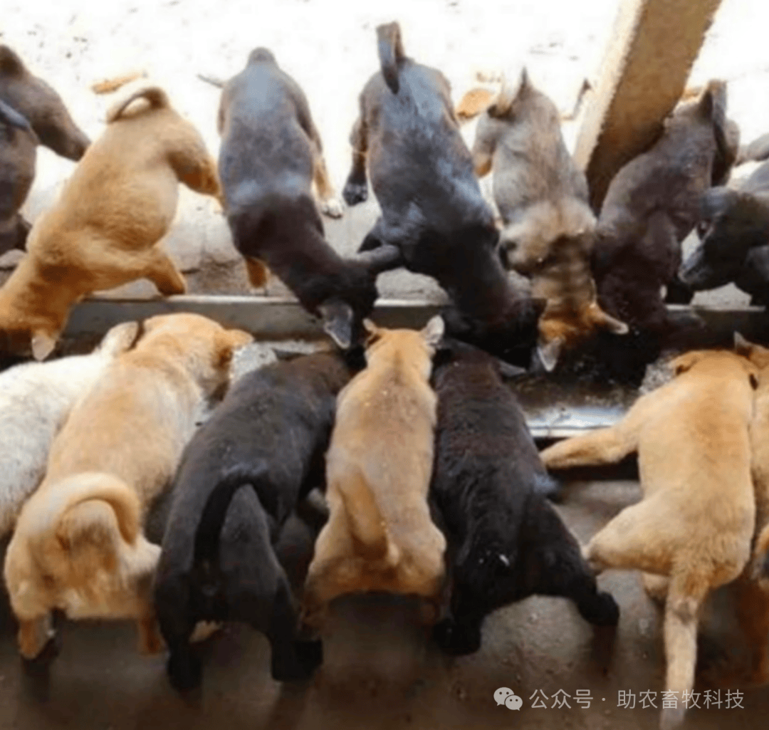 【案例】这个肉狗养殖场的李老板采用发酵酒糟养狗，降低养殖成本，狗子爱睡觉，狗场不臭病少长速快_饲料_营养_保健