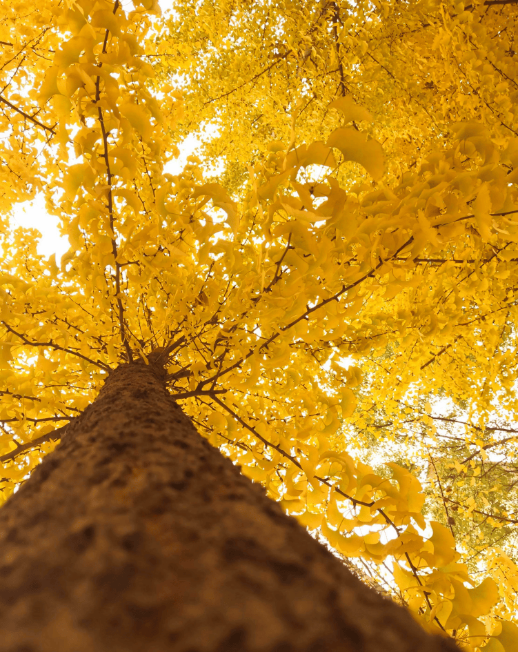 秋景图片大全唯美图图片