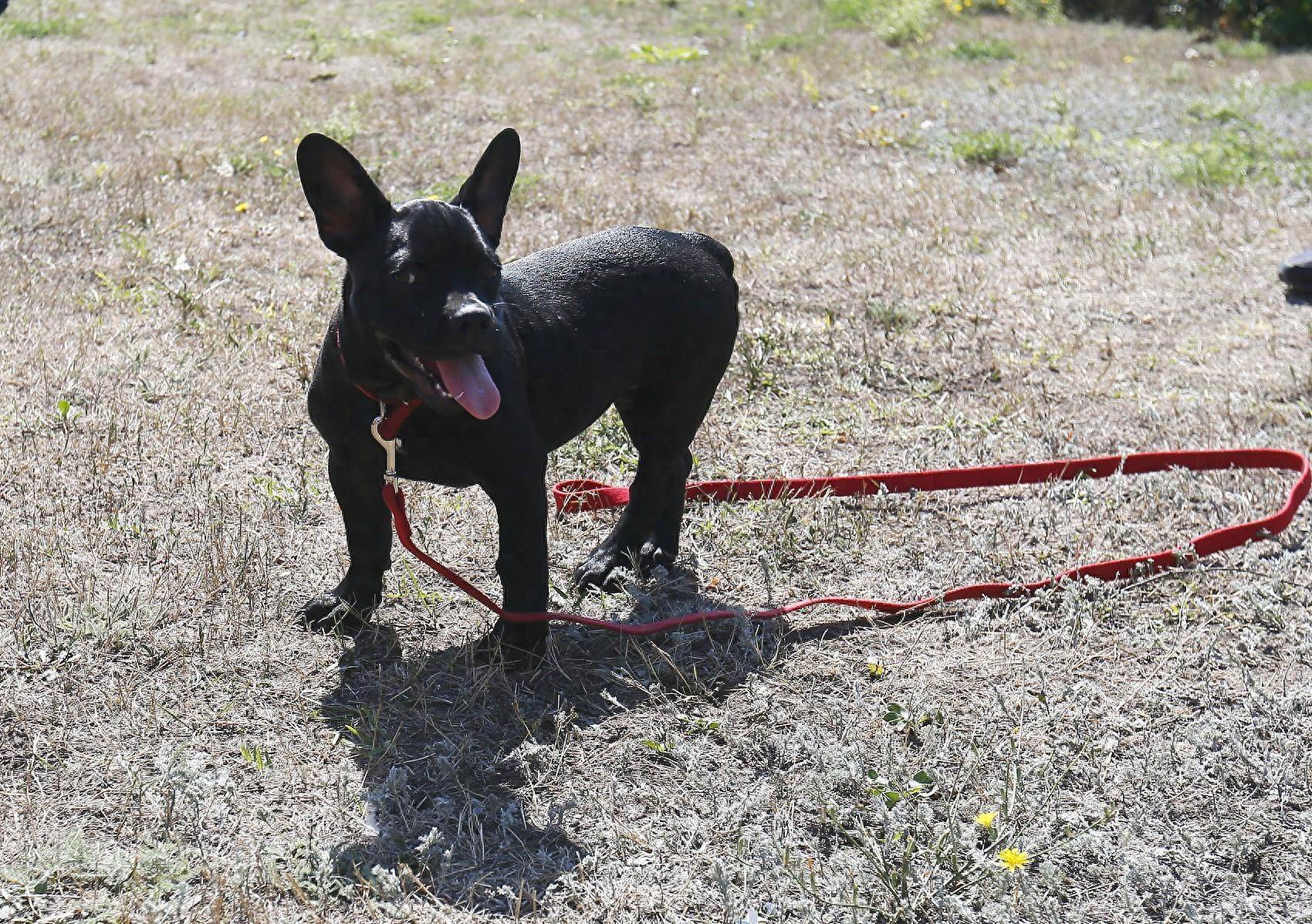 宠物狗撞伤人,致其十级伤残,法院:狗主人赔12万,对犬只没有尽到监督
