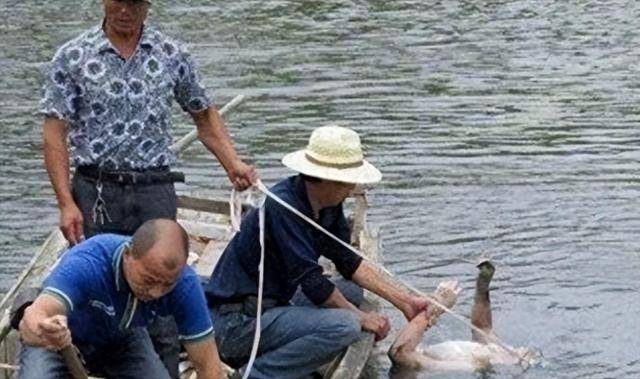 一具尸体,一周至少捞70具尸体,"捞尸人":我真没赚钱