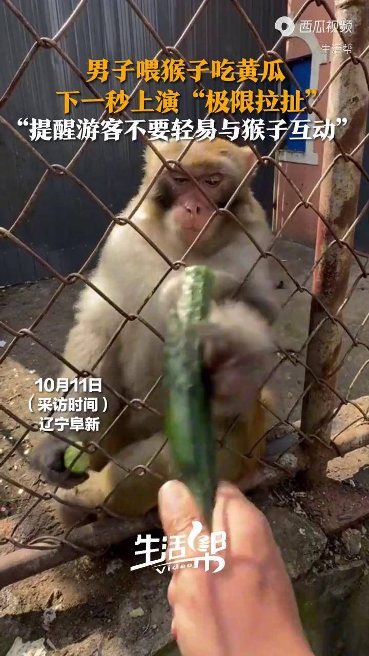 猴子一秒三棒图片