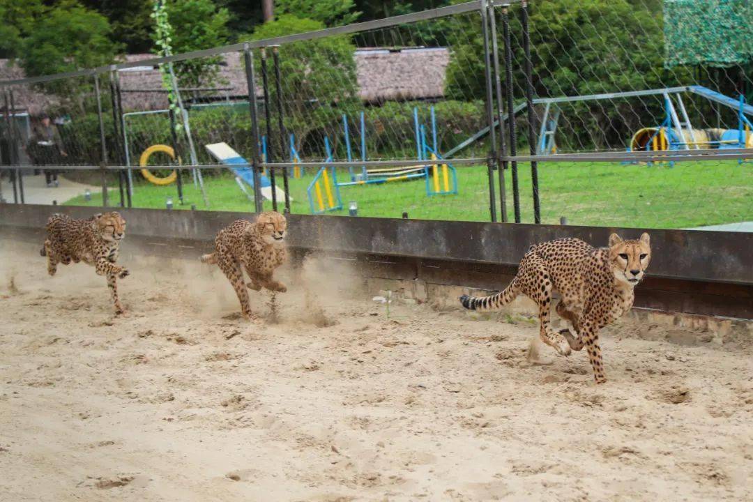 全国独有 猎豹赛跑展示