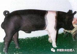 介绍我国猪种主要类型品种,看看有无适合你的猪种