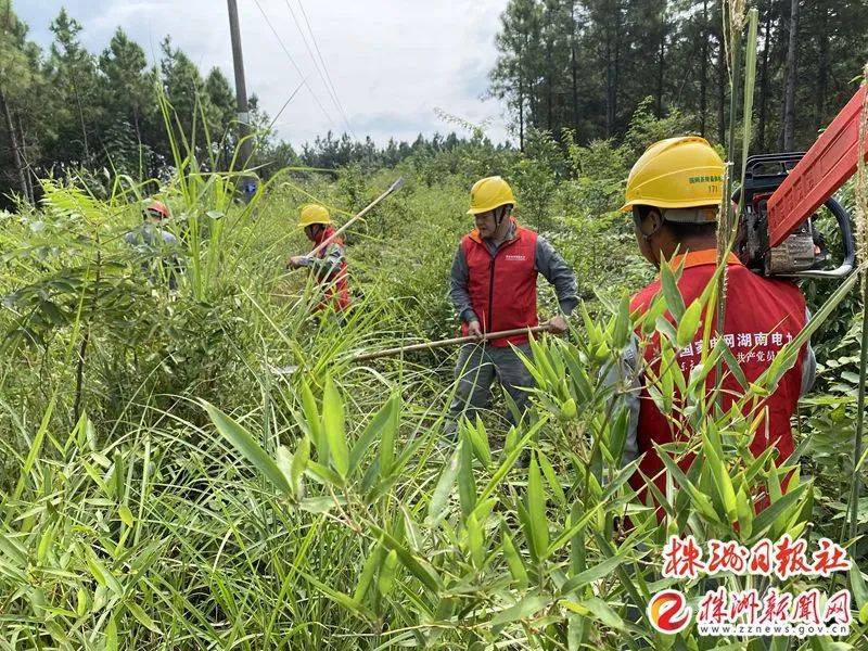 【株洲新闻网】砍青扫障让供电更可靠——国网茶陵县供电公司线路通道治理工作纪实