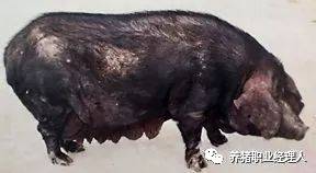 介绍我国猪种主要类型品种,看看有无适合你的猪种