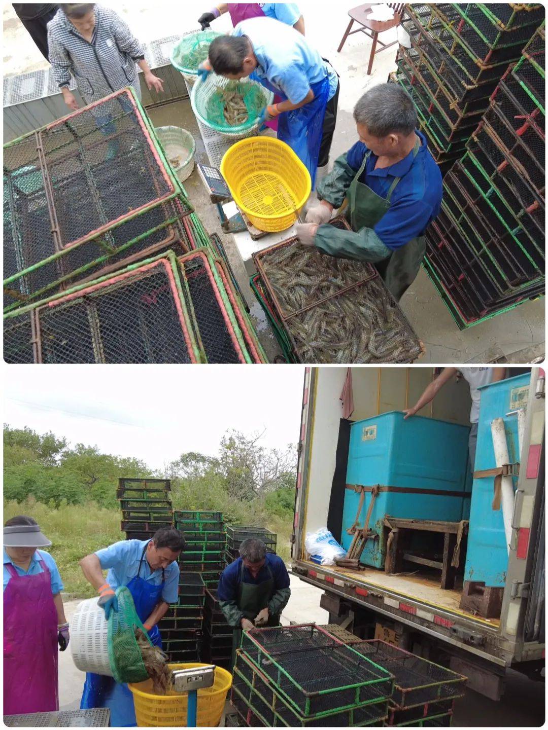 澄江抗浪鱼养殖基地图片