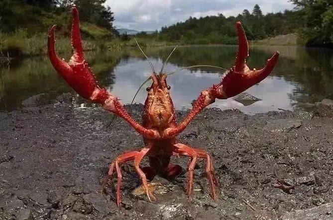 农业外来入侵物种科普 | 水生生物篇——夜宵"网红"小龙虾-克氏原螯虾