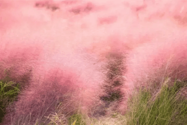 盱眙粉黛花海图片