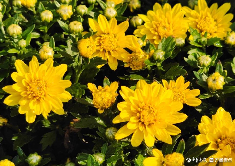 千头菊花开秋日美景来