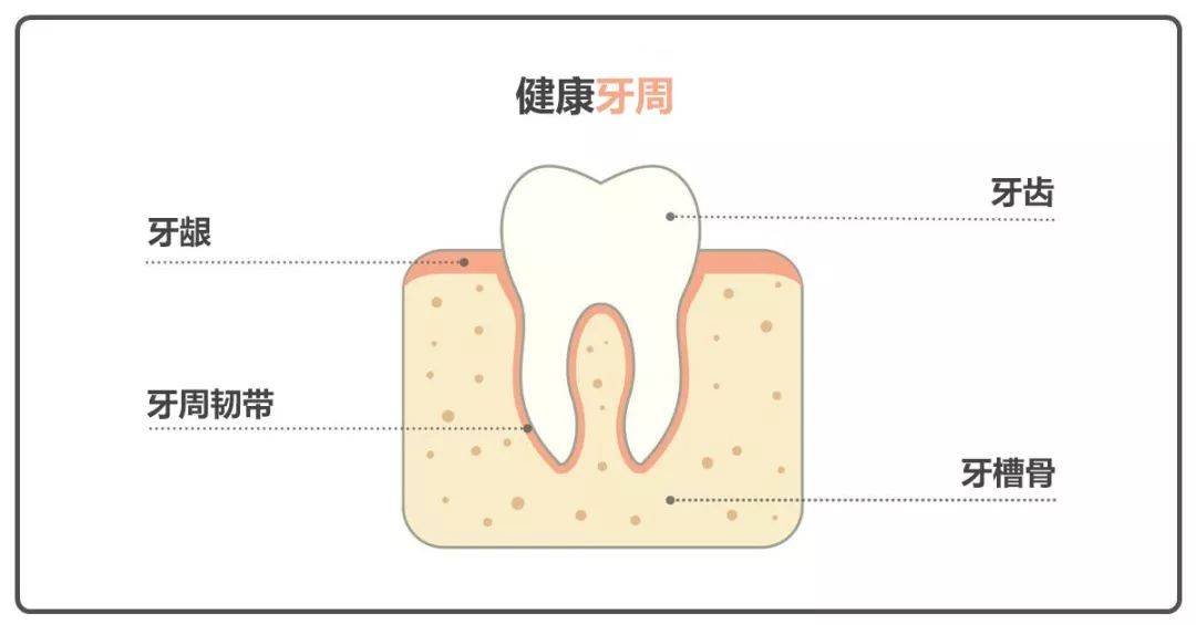 牙床部位图解图片