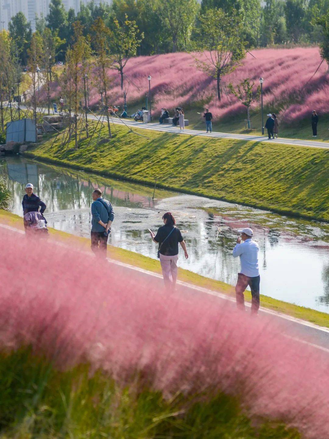 这一站,济南!这些花海免费又出片,快来打卡"粉红的回忆"!