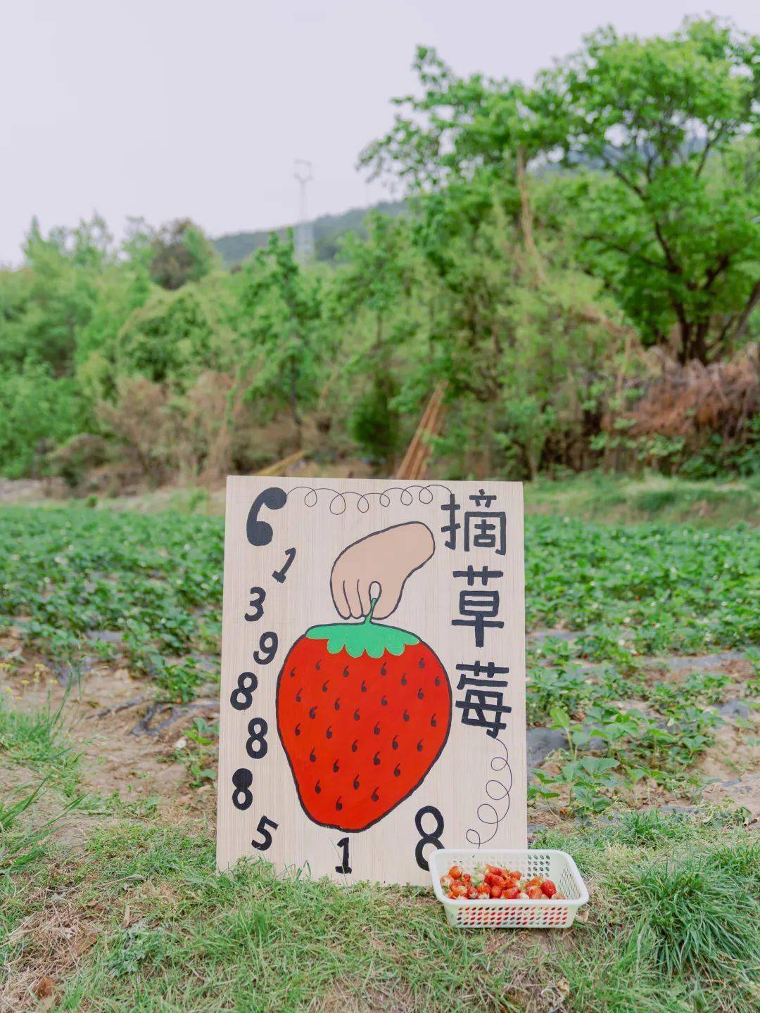 亲子采摘园
