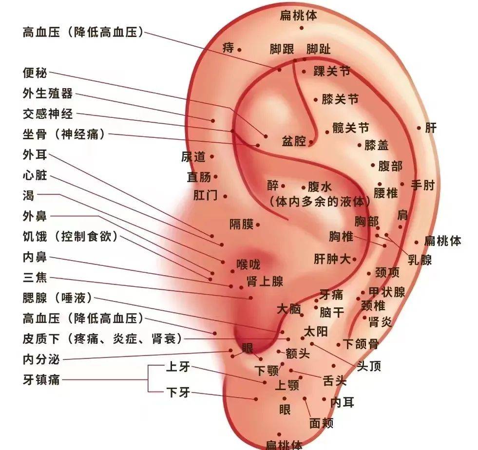 耳部血位置示意图图片