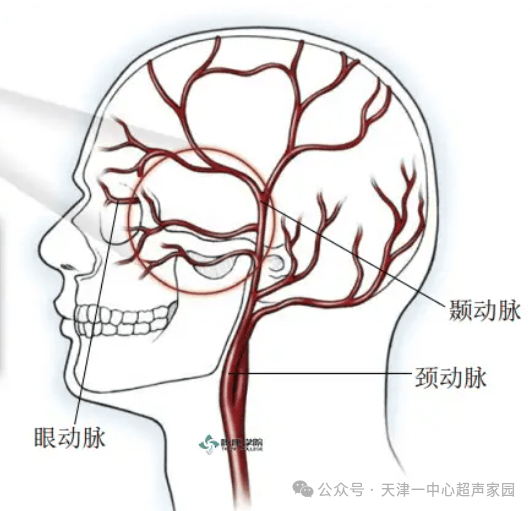 上颌动脉位置图片