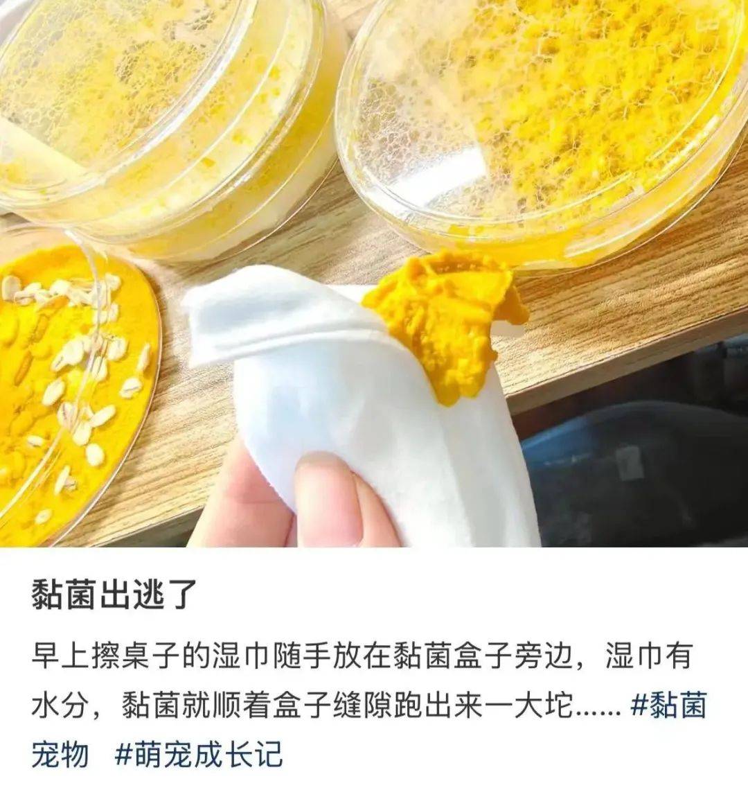 黏菌子实体图片