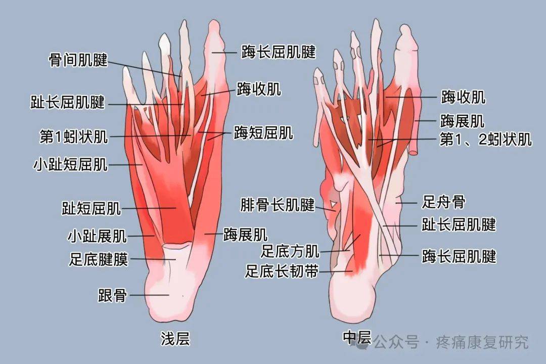 足踝知识全知道 解剖