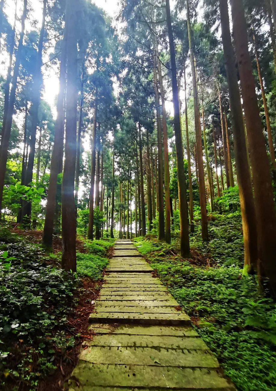 满田森林公园海拔多高图片