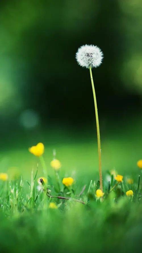 【壁纸】唯美蒲公英!