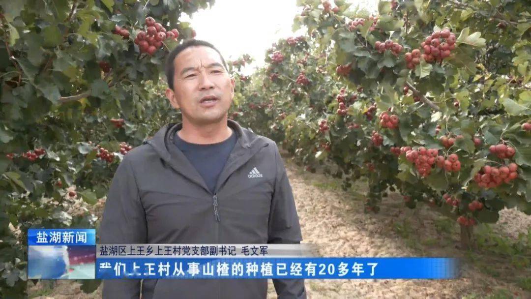 盐湖区上王乡上王村党支部副书记 毛文军我们上王村从事山楂的种植