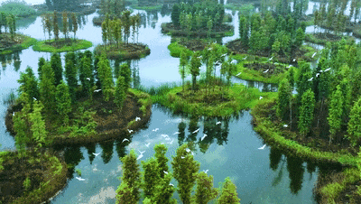 大泽湖近自然湿地公园"迎客"啦!_望城_白鹭_天堂