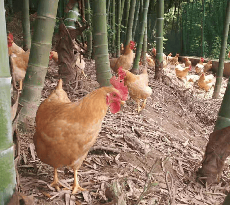 靖江斜桥鸡图片