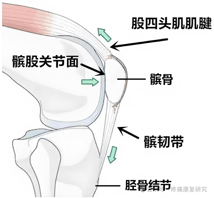 膝关节屈曲示意图图片