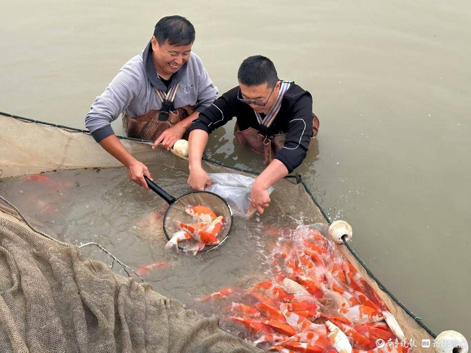 一条鱼卖20万,啥"鲤"由