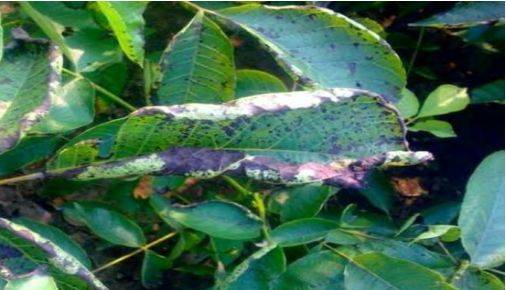 【植保】核桃黑斑病的发生与防治!