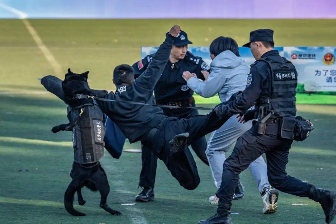 重磅!第六届全国警犬技术比赛汇报演练精彩瞬间