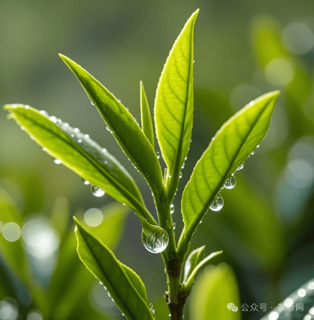 原料价格：春茶玩命涨下半年无底线降茶商：韭一竞技官网菜竟是我自己？