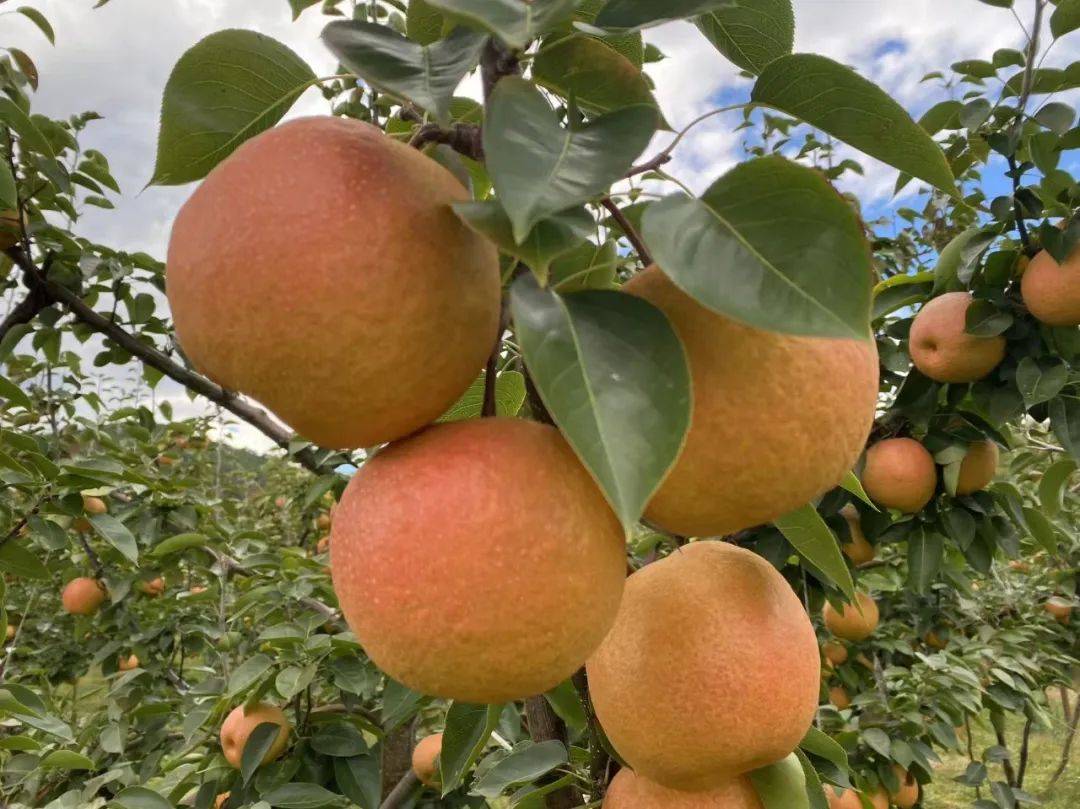 丽江康润木梨开园啦!速来尝鲜 等你来摘!