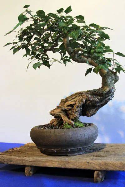 罕见的常青藤盆景