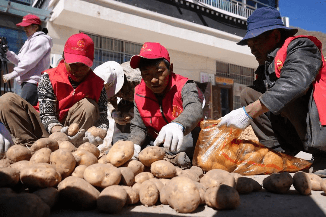 6969南木林县:驻村工作队变身"推销员" 助力土豆销售解民忧