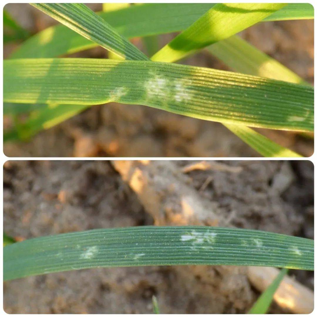 冬小麦田惊现条赤须盲蝽,会形成为害吗?听专家来解惑