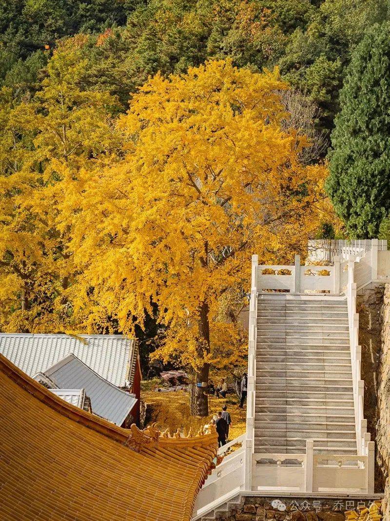 周末1日|禅林寺|一株被称为"龙种"的银杏,惊艳的何止是时光