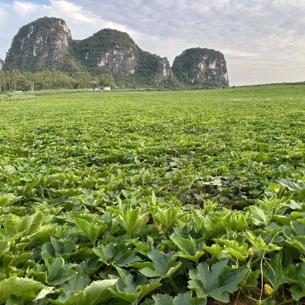 驮卢镇:把握时令谋生产 秋冬种植正宜时_农业_工作_群众